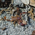 Skorpion (Euscorpius sp.)
